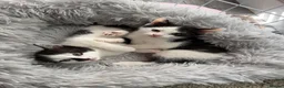 Mixed Breed cats for sale: 3 gorgeous black&white female kittens - Advert 9