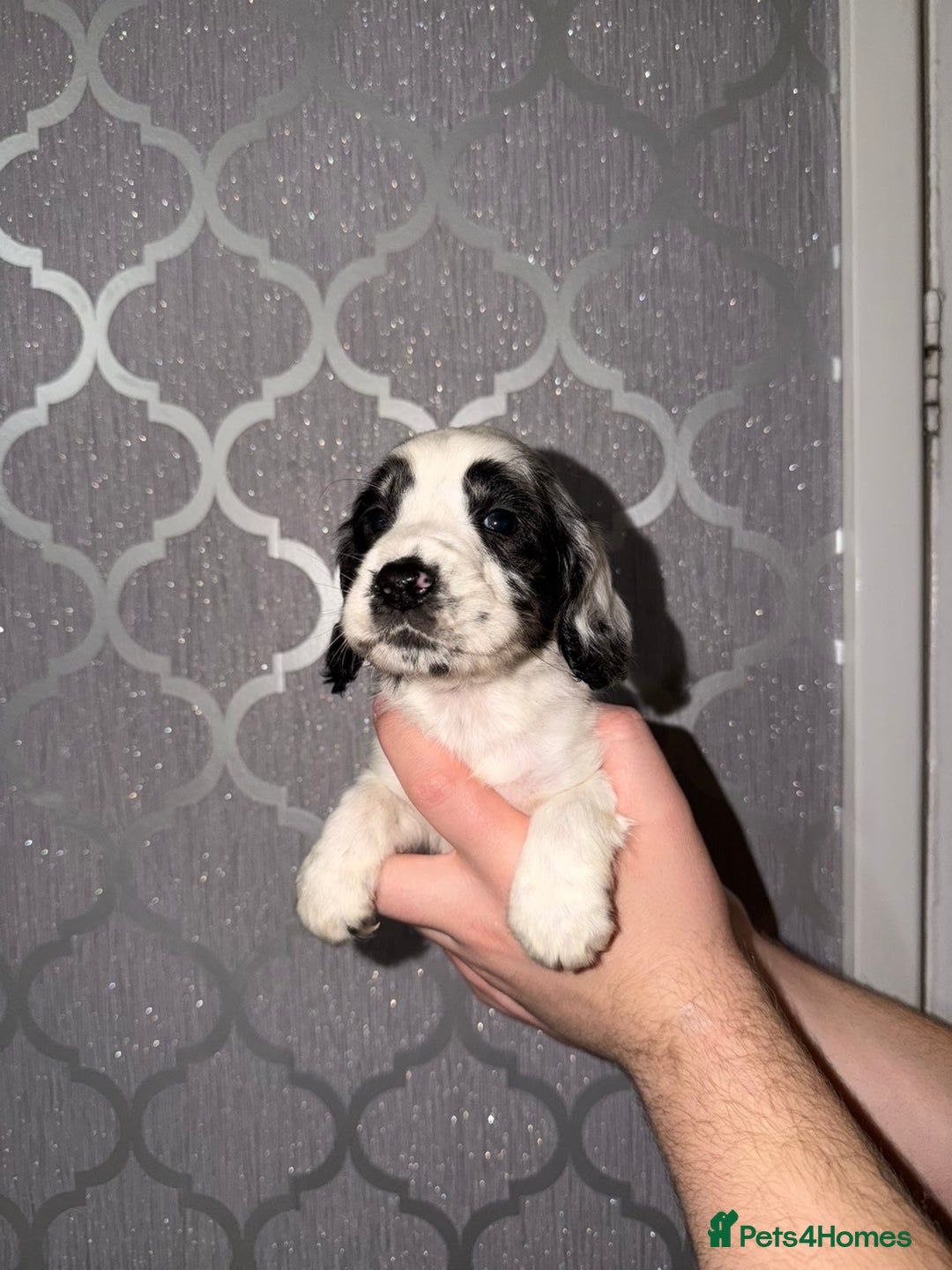 Cocker Spaniel dogs for sale: Cocker spaniel pups   - Advert 9