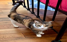 British Shorthair cats for sale: Two beautiful calico sisters-big kitties  - Image 4