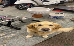 Golden Retriever dogs for stud: Golden retriever for stud  - Image 2