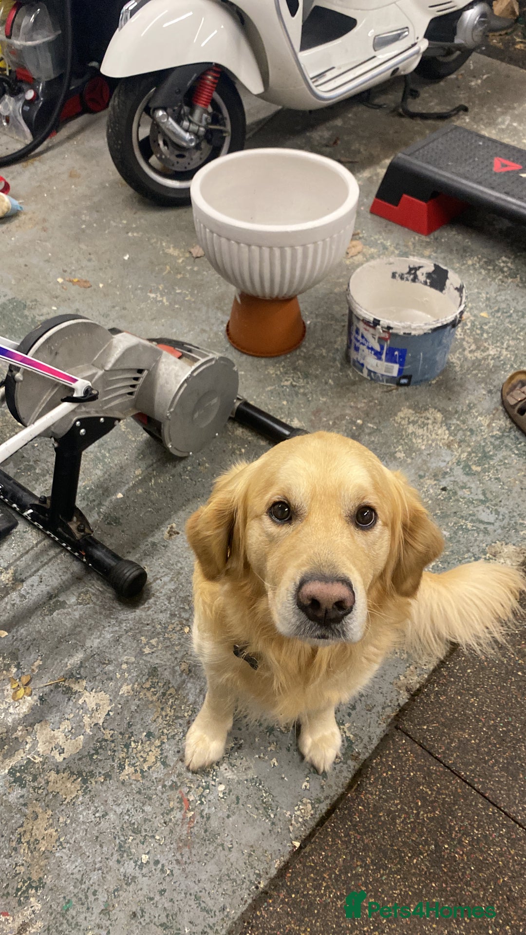 Golden Retriever dogs for stud: Golden retriever for stud  - Image 2