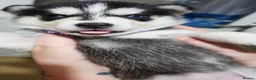 Siberian Husky dogs for sale: 8 Beautiful Siberian Husky puppies for sale - Advert 9