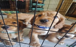 Mixed Breed dogs for sale: Cockalier/Springer Spaniel puppies ready for you! in London - Image 21