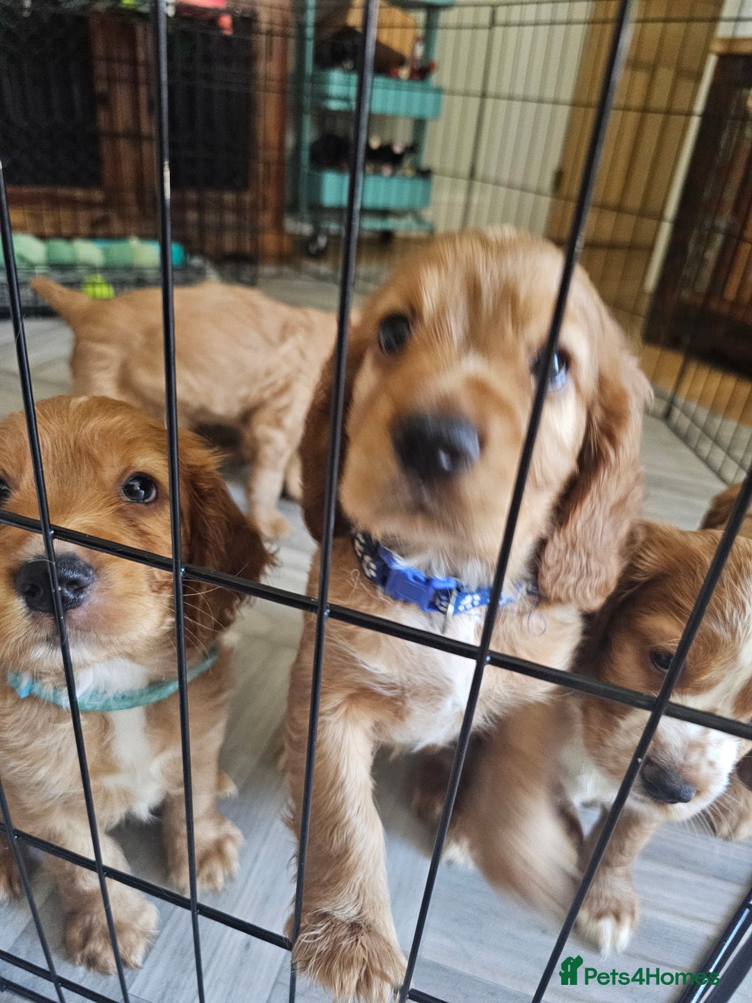 Mixed Breed dogs for sale: Cockalier/Springer Spaniel puppies ready for you! in London - Image 21
