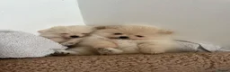Pomeranian dogs for sale: Beautiful Pomeranian Puppies – 2 Girls & 1 Boy – - Advert 4