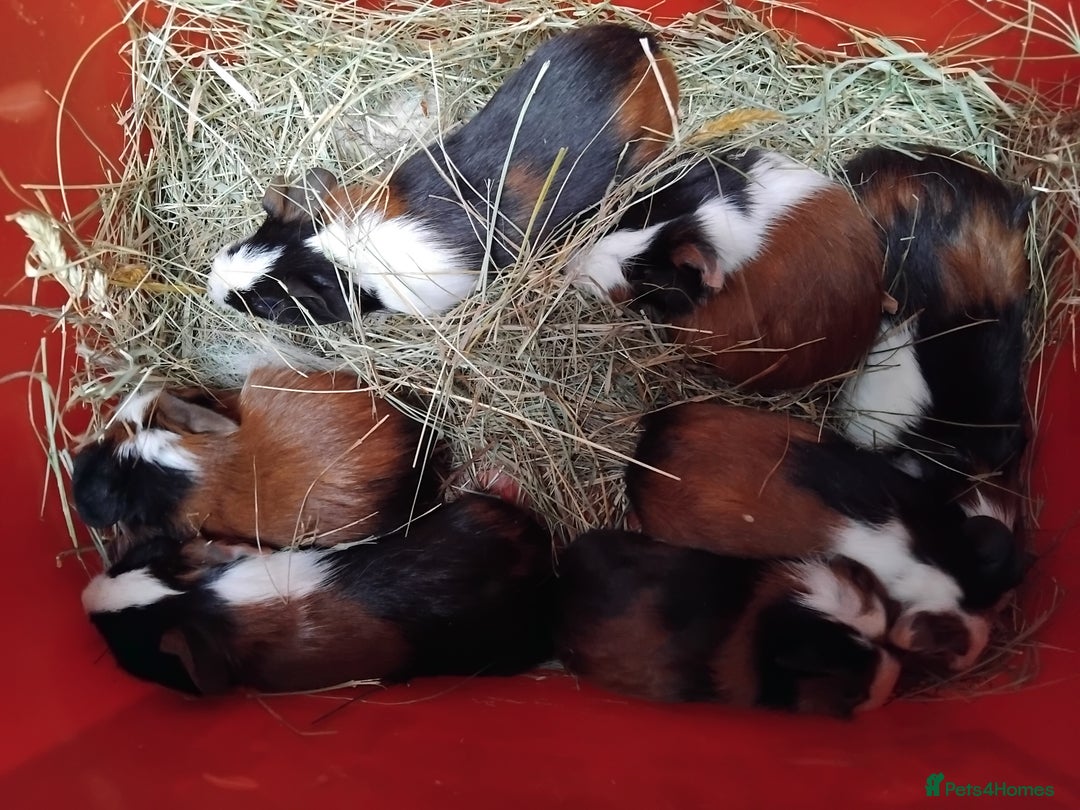 Guinea Pig rodents for sale: Tort and White Baby Boars. - Image 1