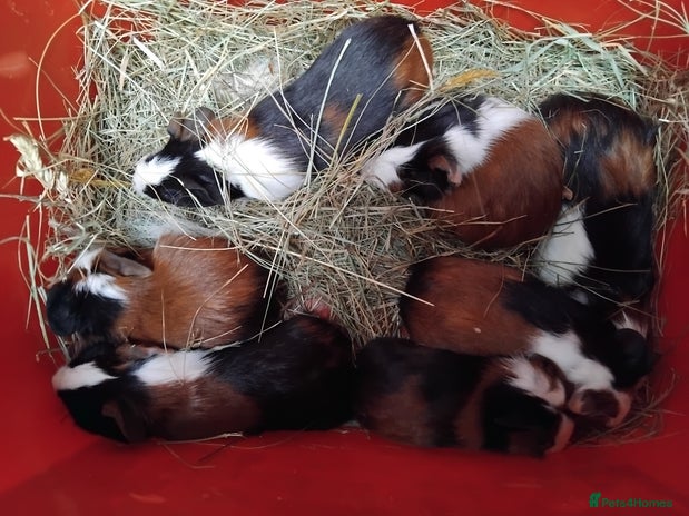 Guinea Pig rodents - Advert 14