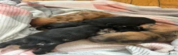 Dachshund dogs for sale: Dachshund puppies - Advert 11