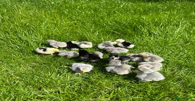 Chickens poultry - Advert 16