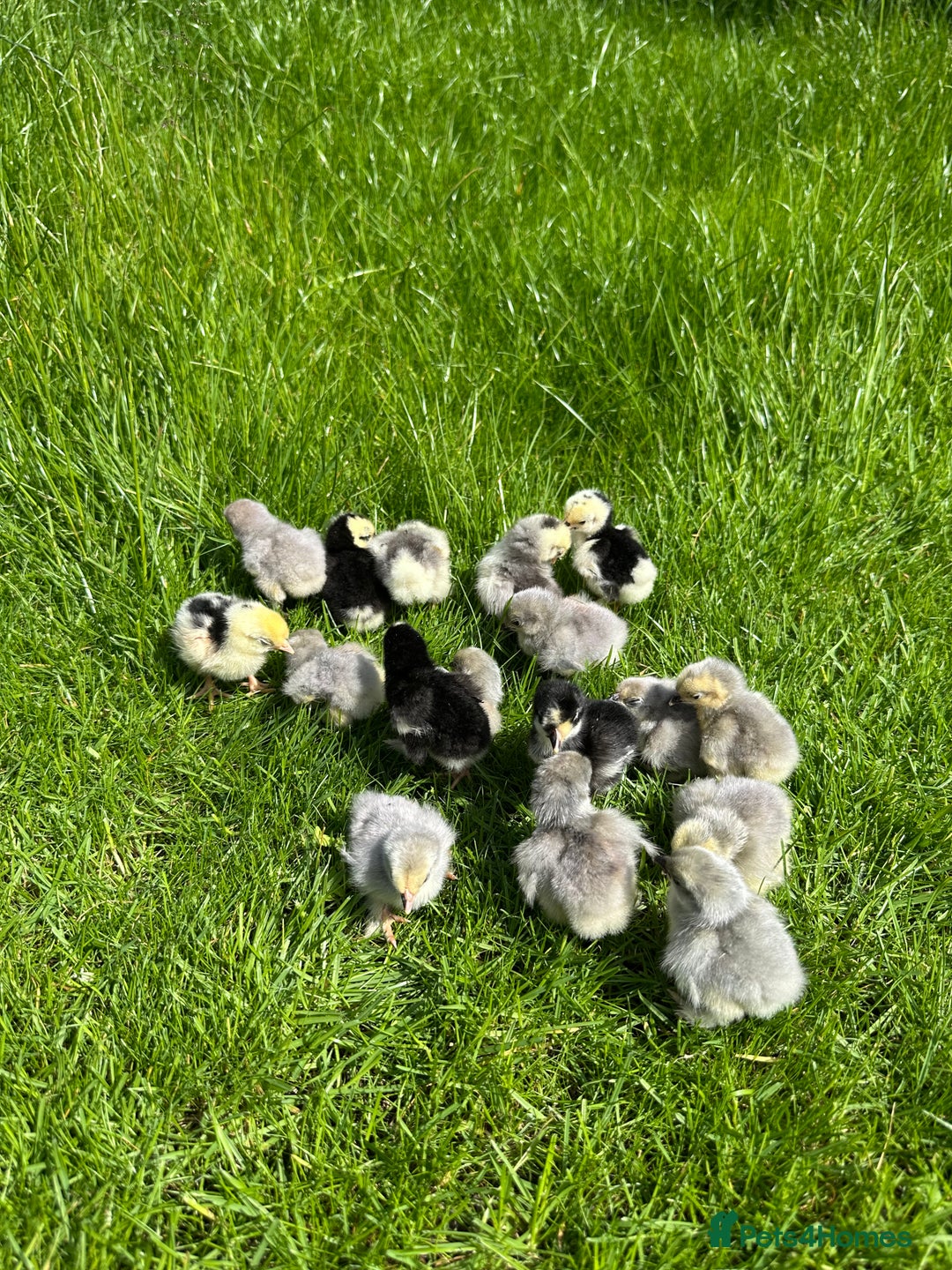Chickens poultry for sale: Day old pure breed chicks  - Image 2
