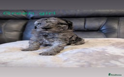 Labradoodle dogs for sale: Heal tested F1b miniature labradoodles - Image 8