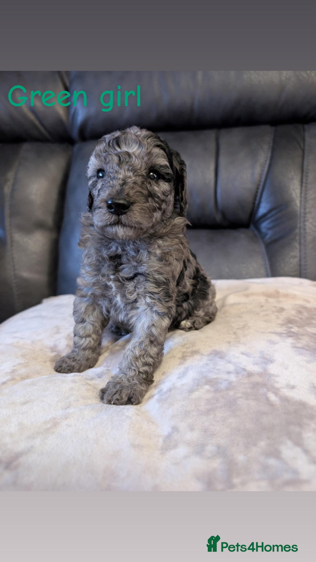 Labradoodle dogs for sale: Heal tested F1b miniature labradoodles - Image 8