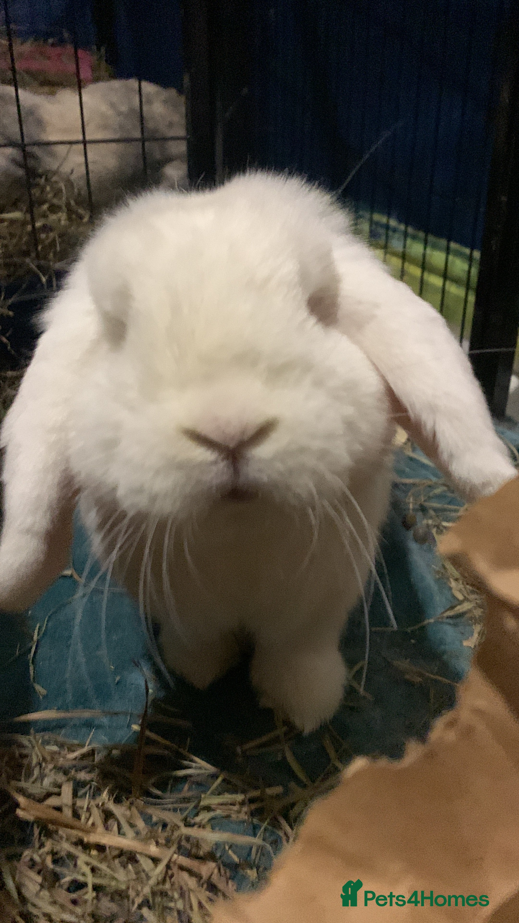 Mini Lop rabbits Piglet, Stanley and freddy - Advert 18