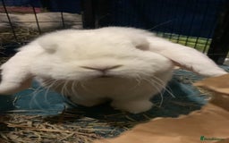 Mini Lop rabbits for sale: Piglet, Stanley and freddy - Advert 11