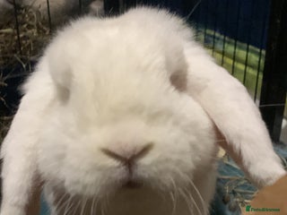 Mini Lop rabbits Piglet, Stanley and freddy - Advert 15