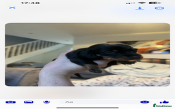 Dachshund dogs for sale: 1 boy 3 girls  - Image 2
