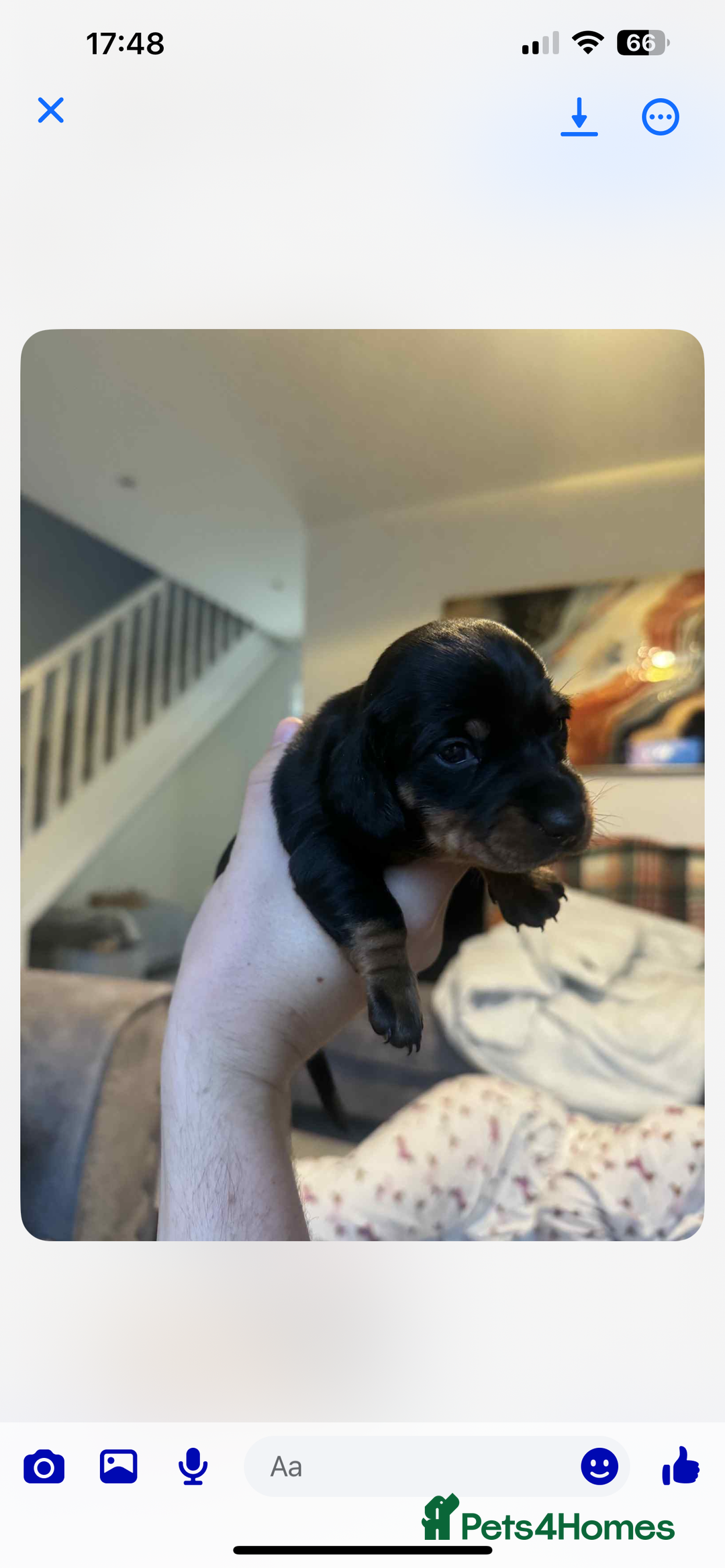Dachshund dogs for sale: 1 boy 3 girls  - Image 2