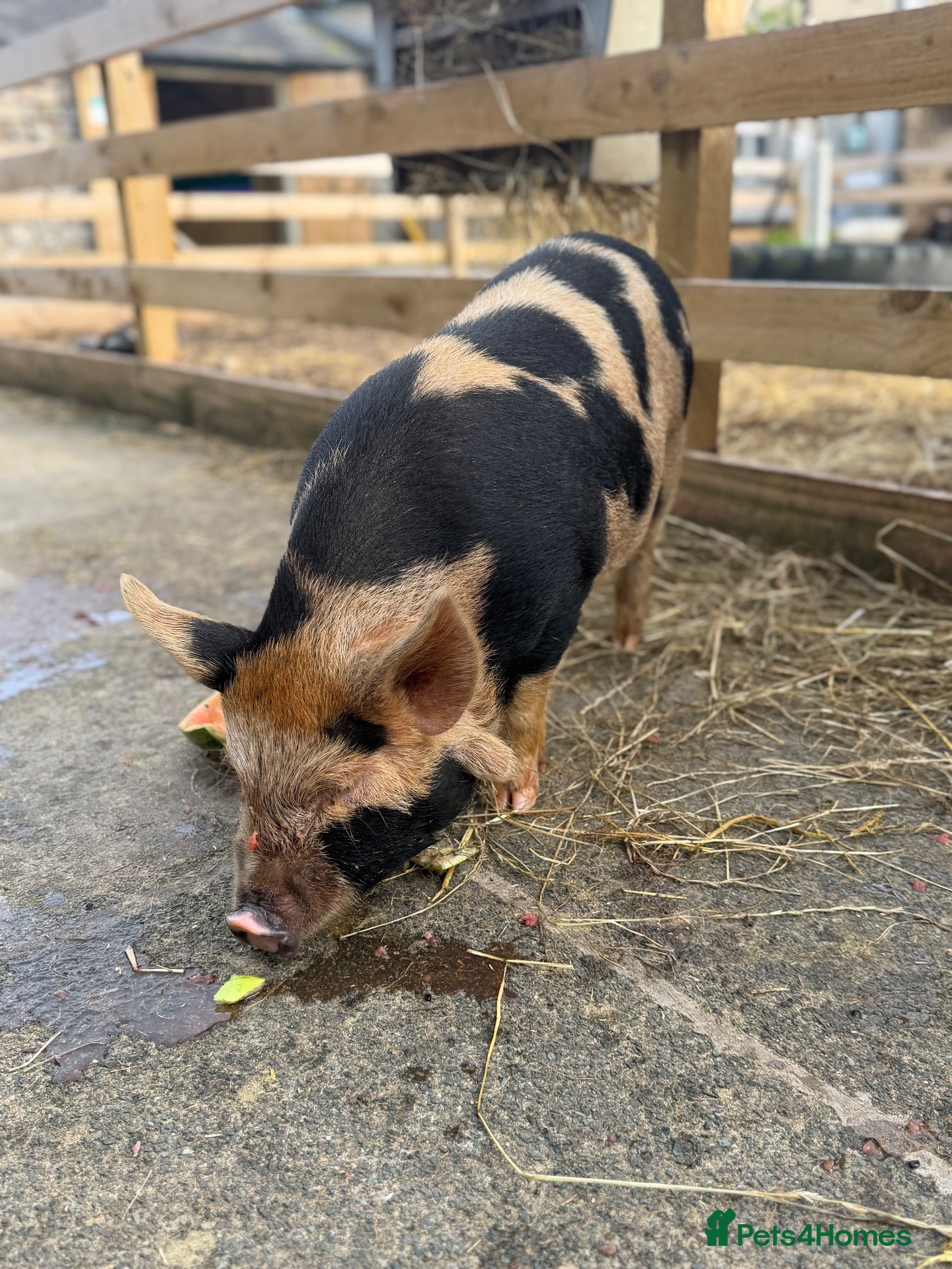 Pig livestock Kunekune piglets  - Advert 2