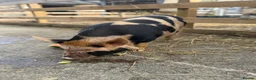 Pig livestock for sale: Kunekune piglets  - Advert 2