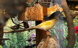 Finches birds for sale: Lots of different types of finches,DOVE PAIR  - Image 14