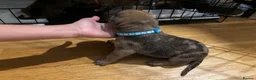 Mixed Breed dogs for sale: Cane corso  ** tiff pups in Westcliff-on-Sea - Advert 7