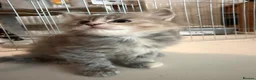 Ragcoon cats for sale: Beautiful raccoon kittens  - Advert 15