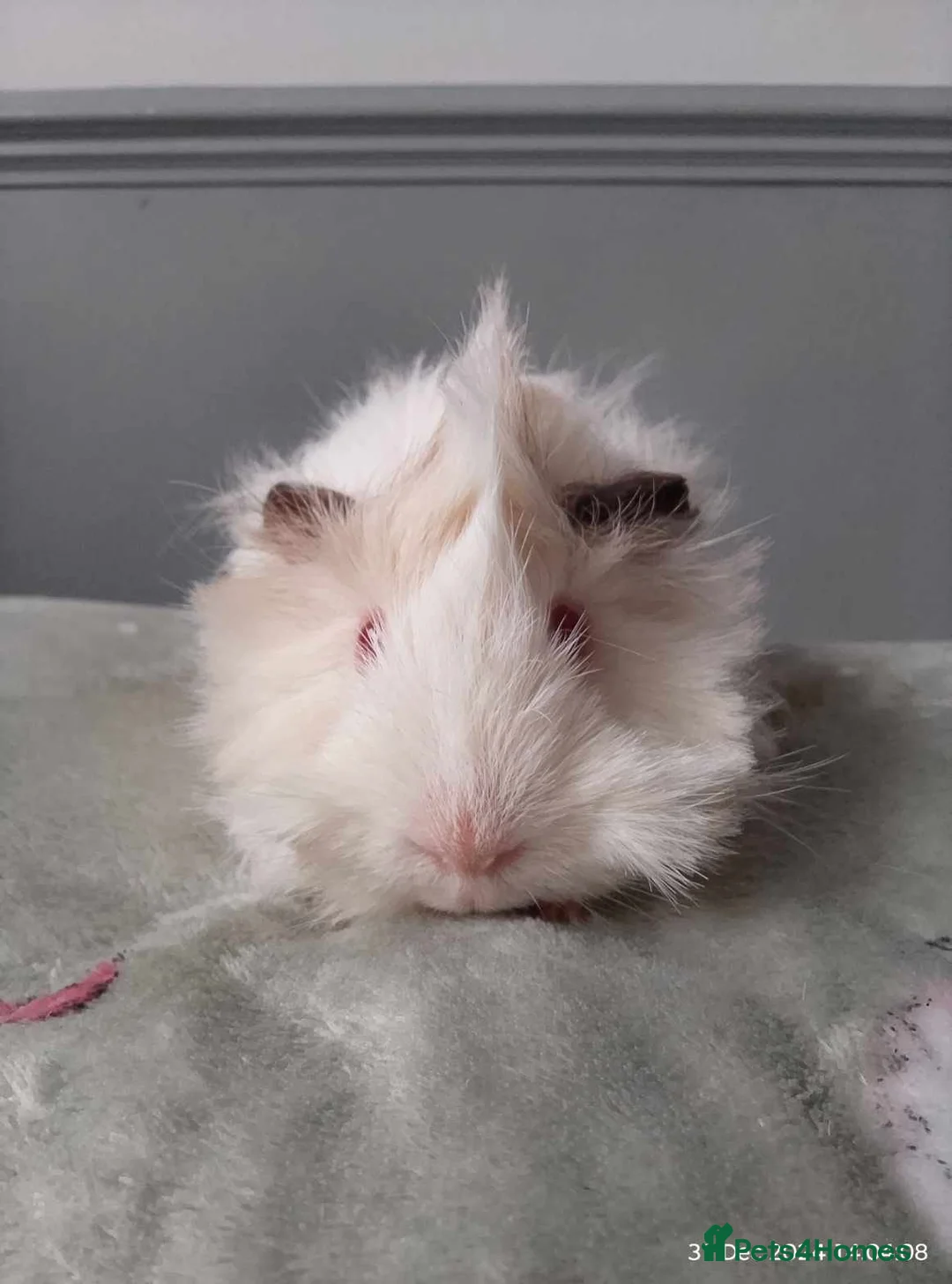 Guinea Pig rodents for sale: Female and Male Guinea pig in Stourport-on-Severn - Advert 1