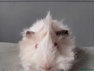 Guinea Pig rodents Female and Male Guinea pig - Advert 1