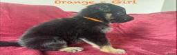 German Shepherd dogs for sale: Stunning Family Raised German Shepherd Puppies - Advert 23