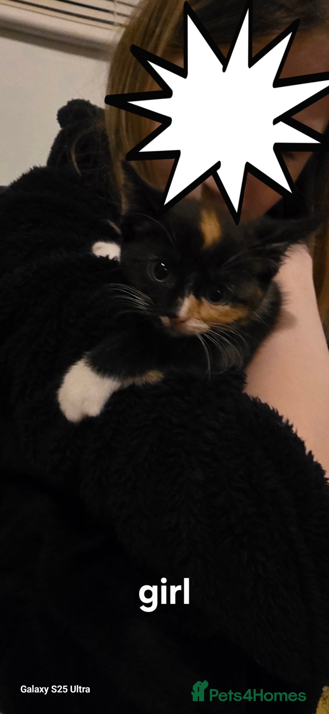 Mixed Breed cats for sale: Kittens  - Advert 4