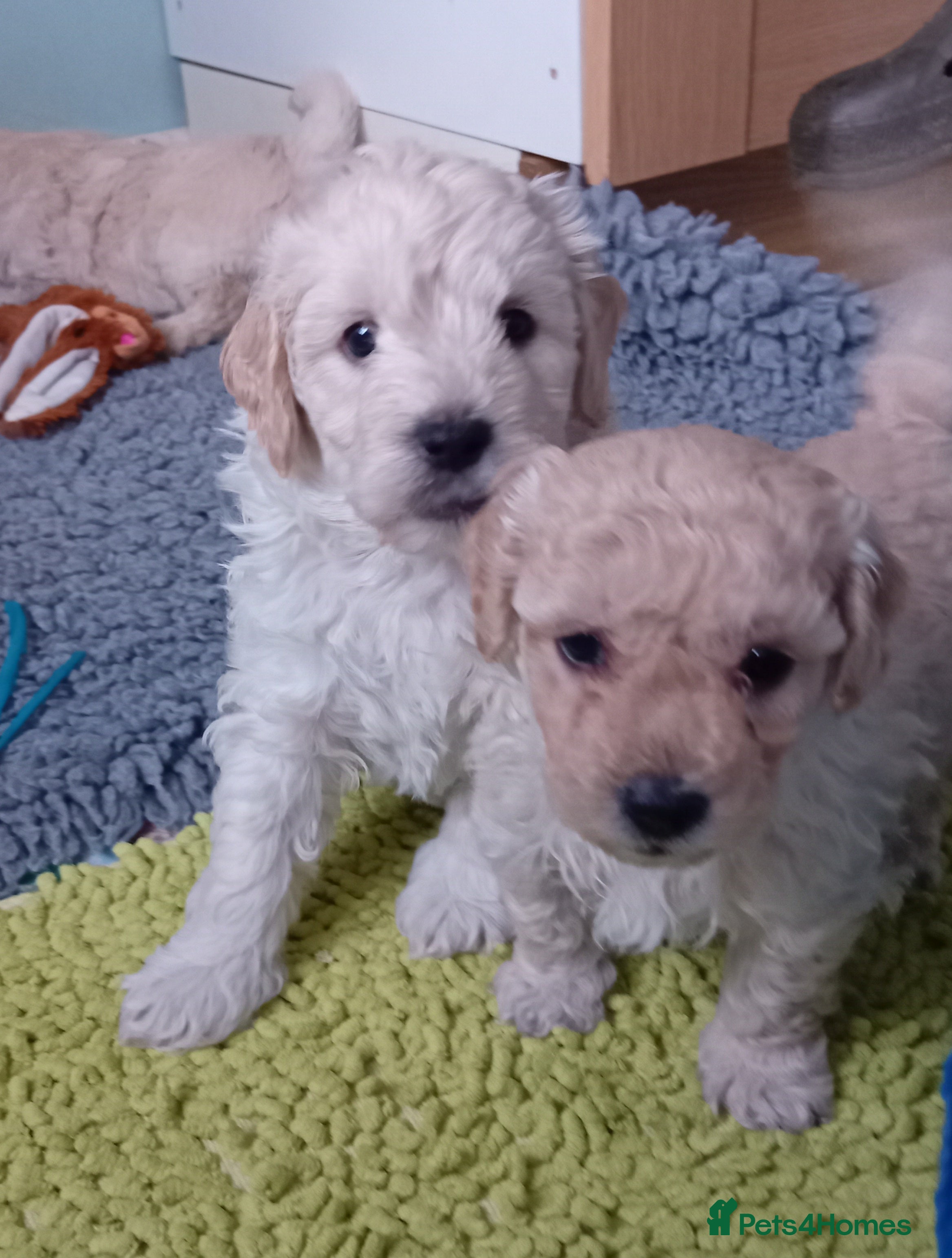Mini Goldendoodle dogs Gorgeous Miniature Double Doodle puppies  - Advert 18