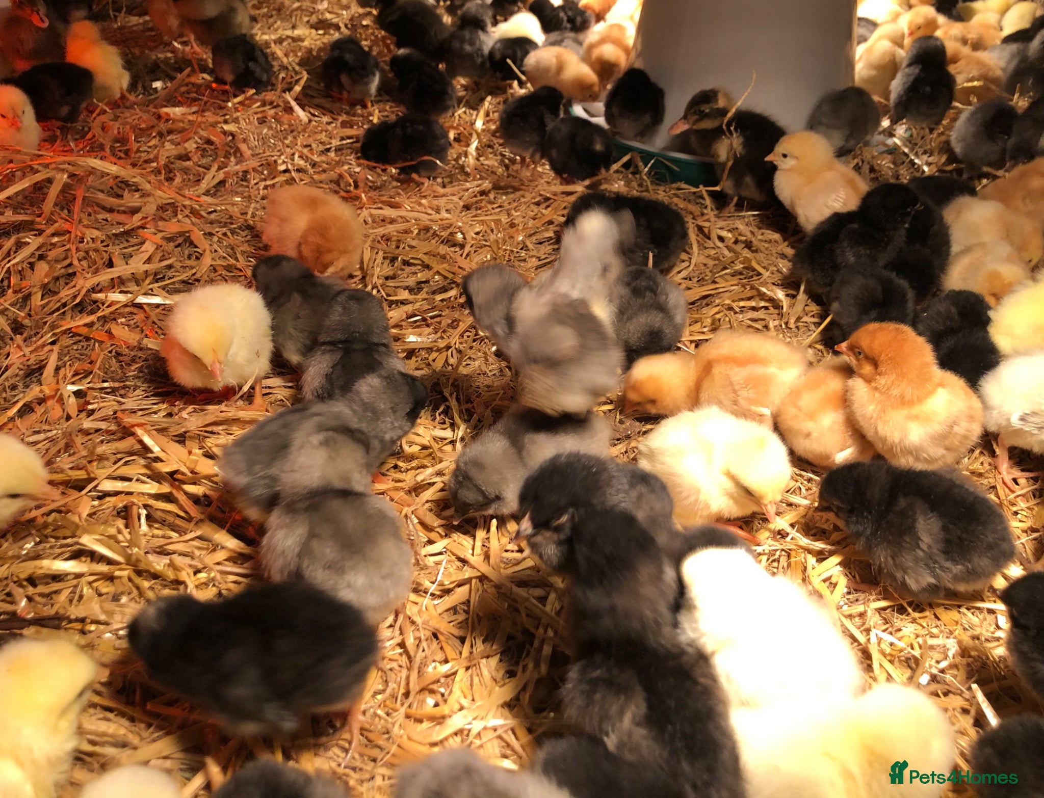 Chickens poultry Happy healthy sexed pullet chicks - Advert 1