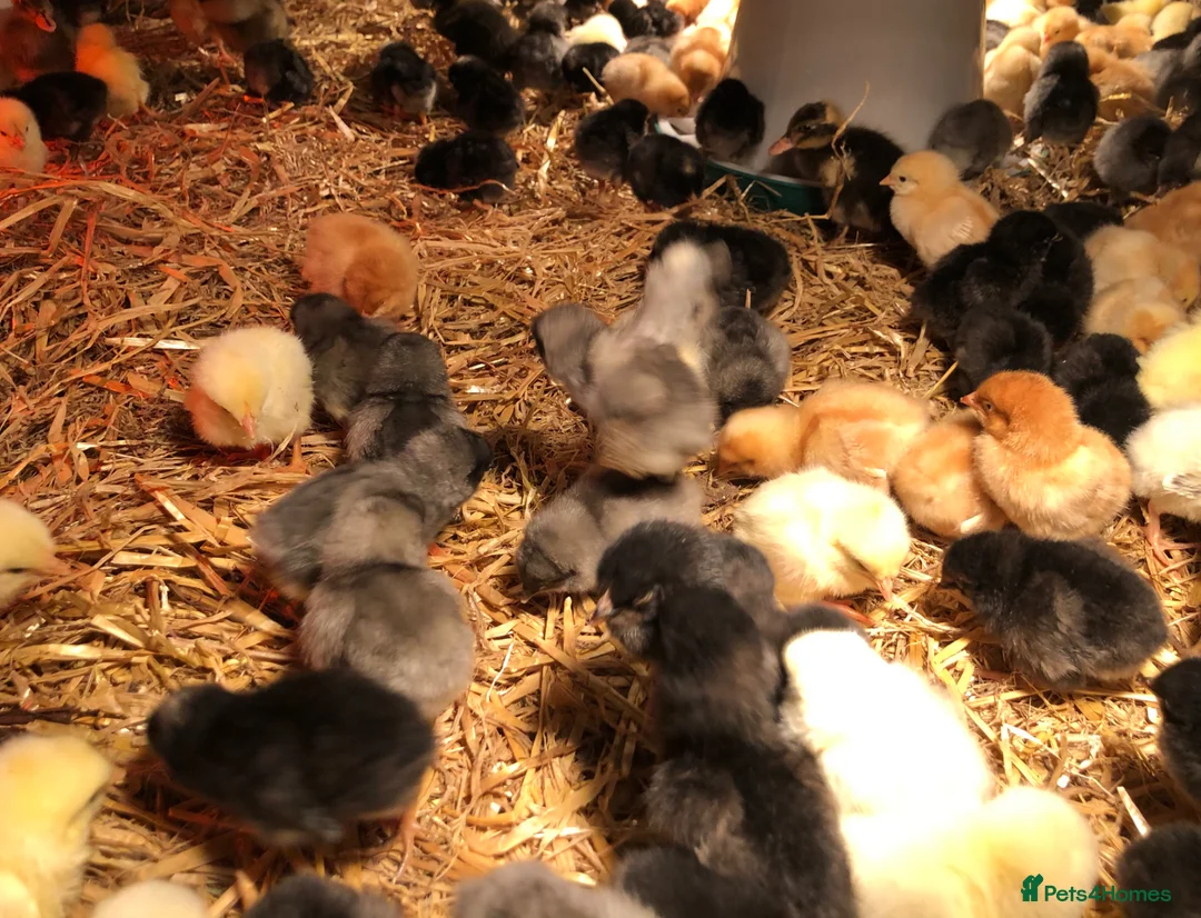 Chickens poultry for sale: Happy healthy sexed pullet chicks - Advert 1