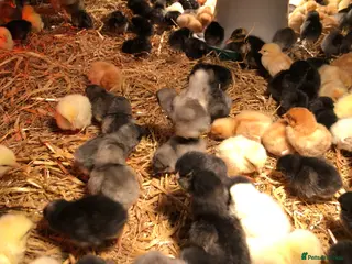 Chickens poultry Happy healthy sexed pullet chicks - Advert 1