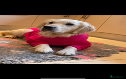 Golden Retriever dogs for sale: Cream Golden Retriever Puppy Health Tested Parents in Blackpool - Image 21