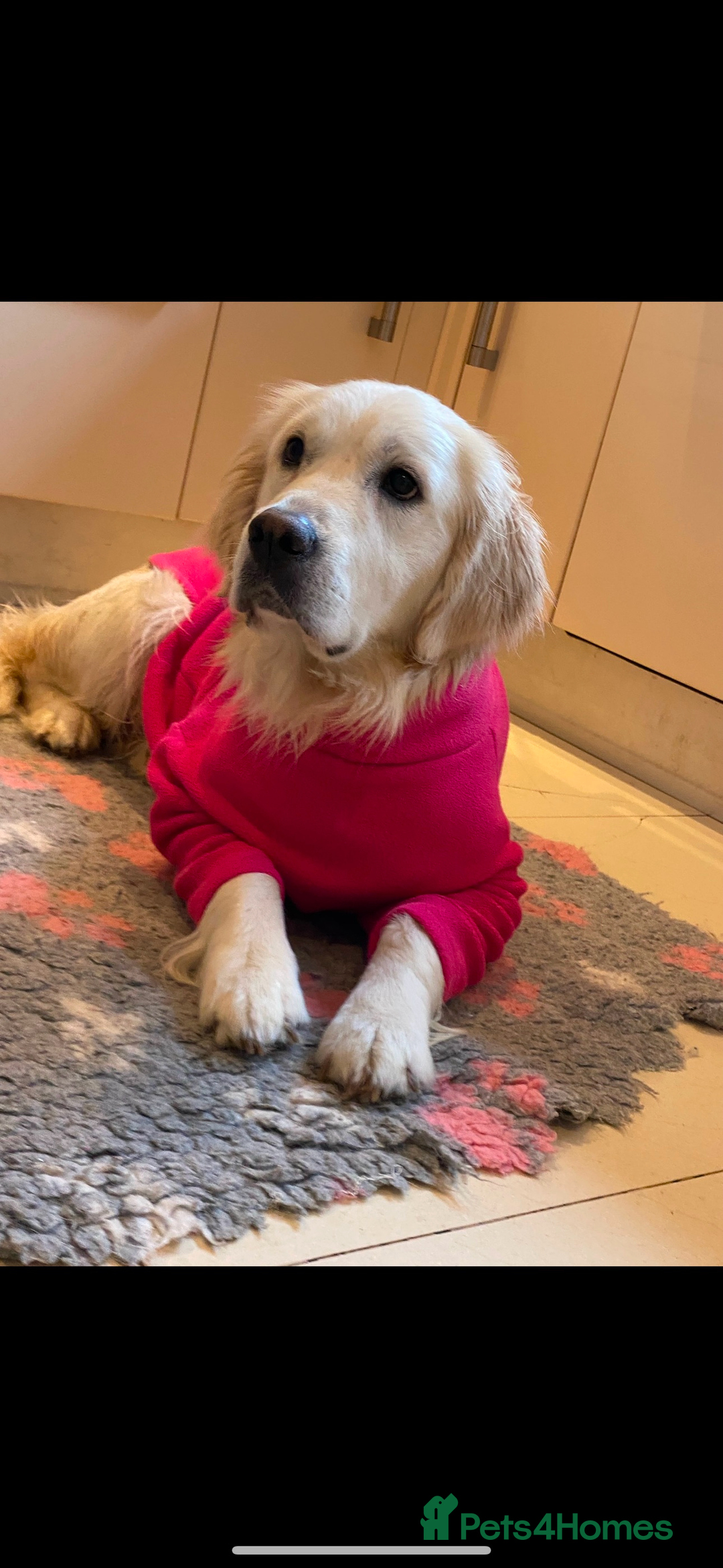 Golden Retriever dogs for sale: Cream Golden Retriever Puppy Health Tested Parents in Blackpool - Image 21