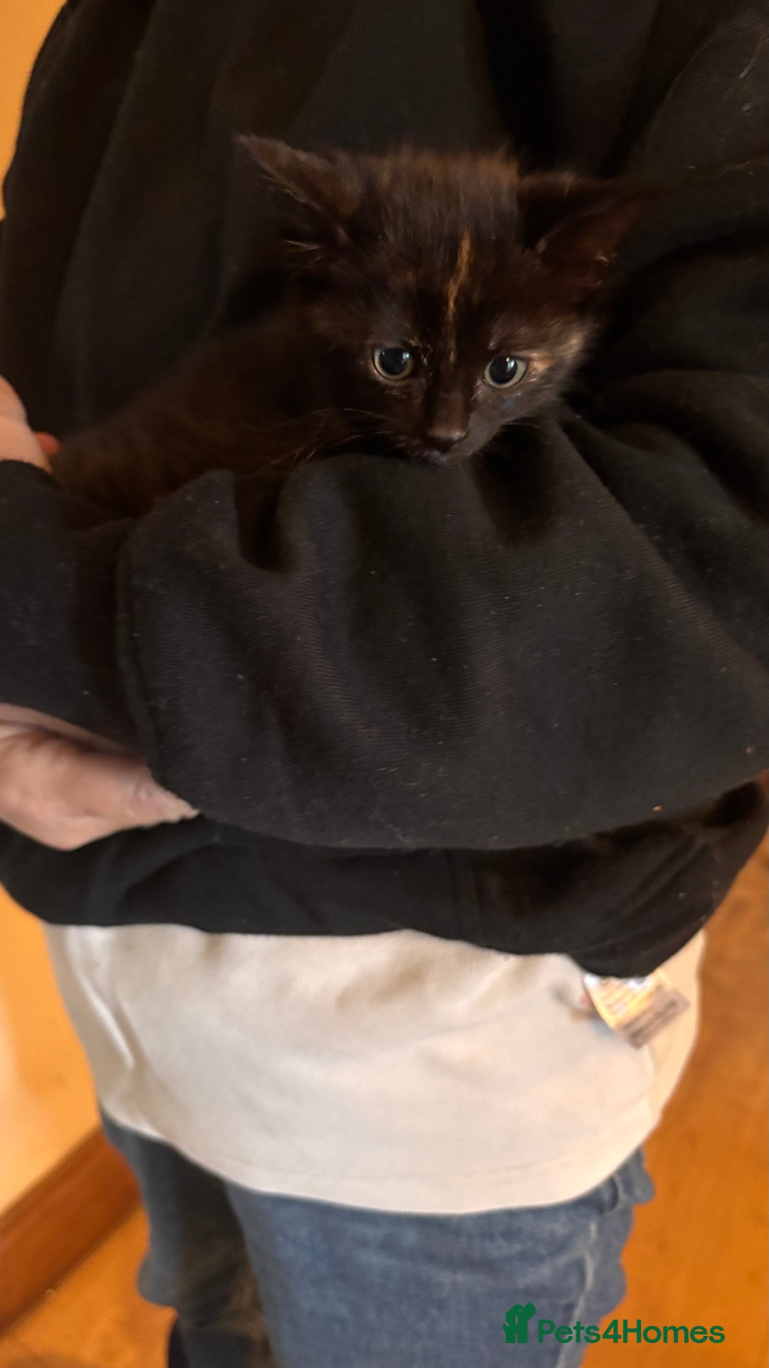 Mixed Breed cats for sale: Mixed Breed kittens - Advert 2