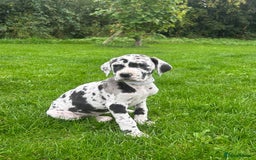 Great Dane dogs for sale: Outstanding litter of Great Danes  - Image 21