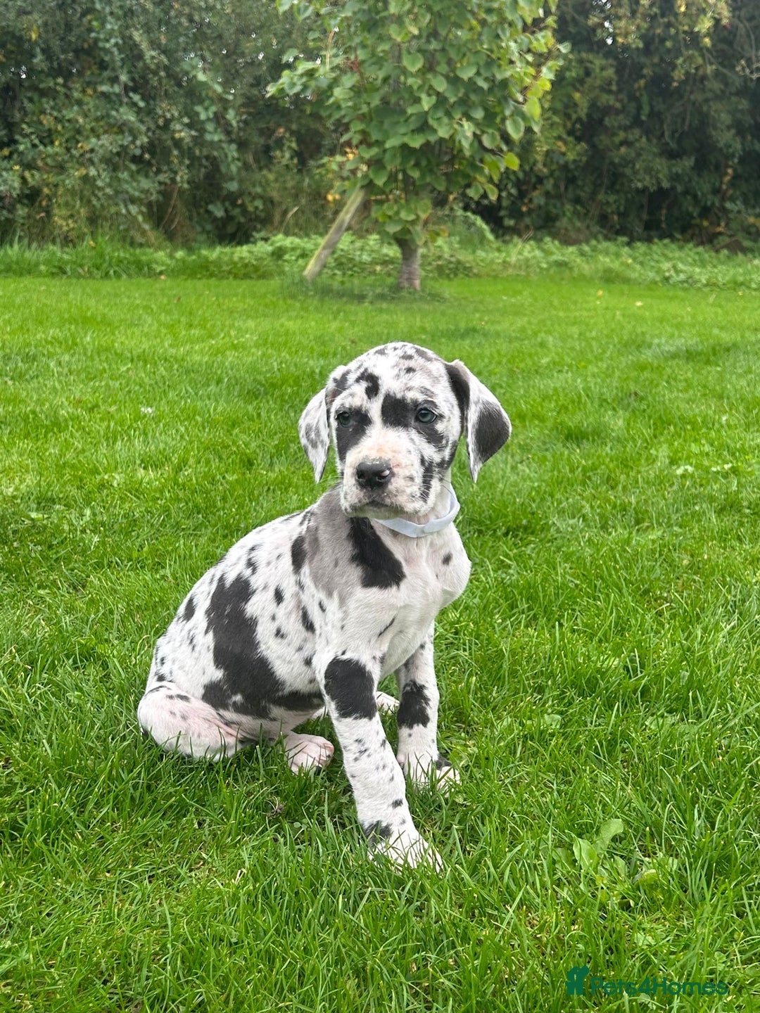 Great Dane dogs for sale: Outstanding litter of Great Danes  - Image 21
