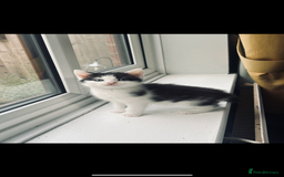 British Shorthair cats for sale: Kittens for sale  - Image 3