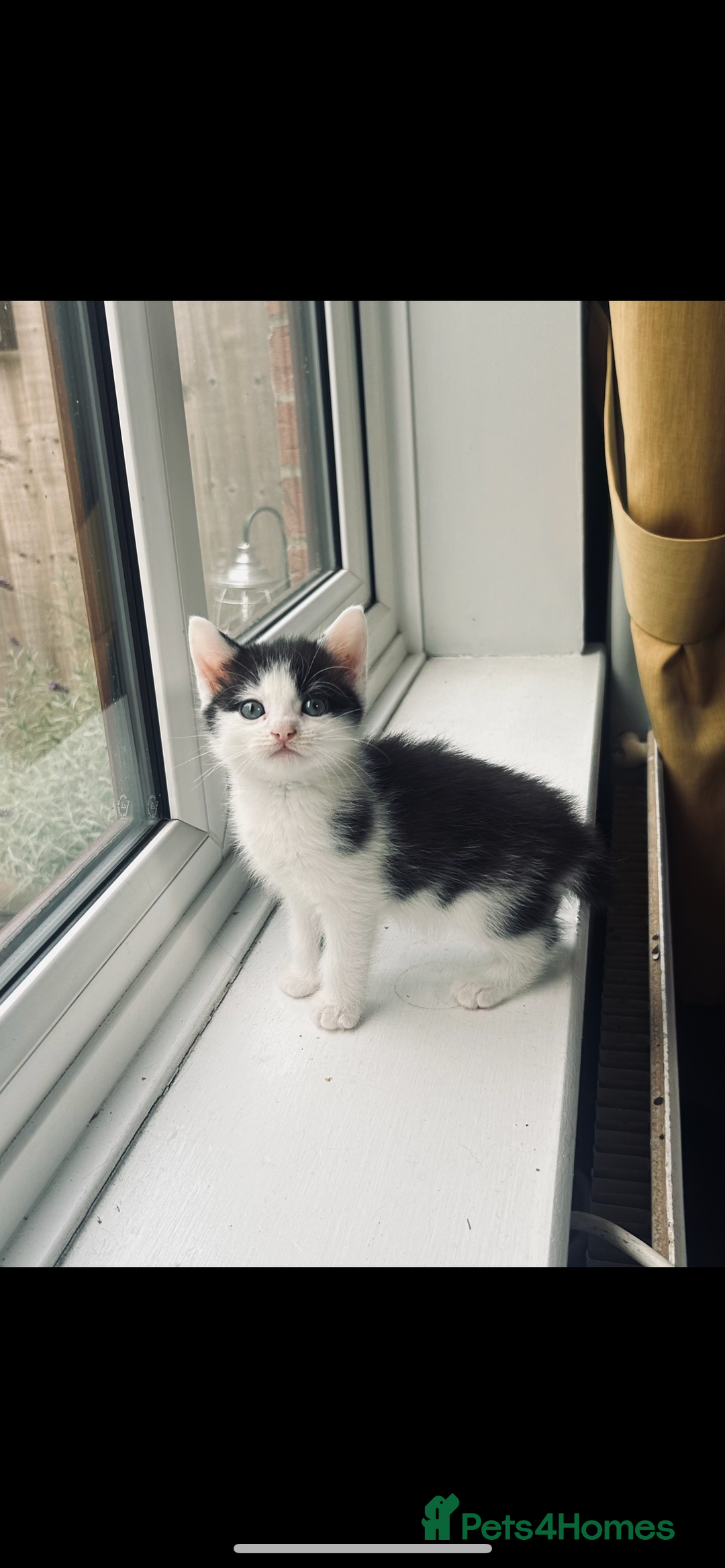 British Shorthair cats for sale: Kittens for sale  - Image 3