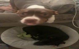 American Bully dogs for sale: American bully - Image 3