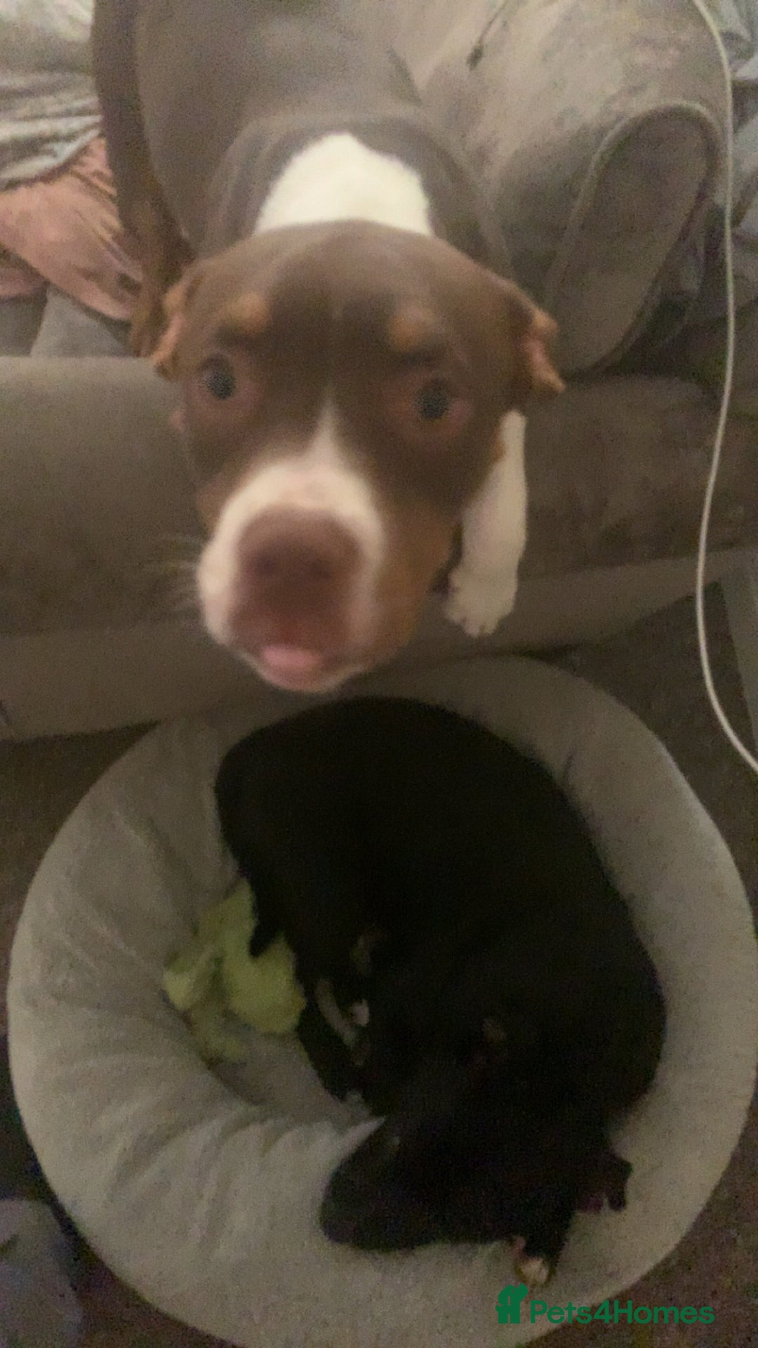 American Bully dogs for sale: American bully - Image 3