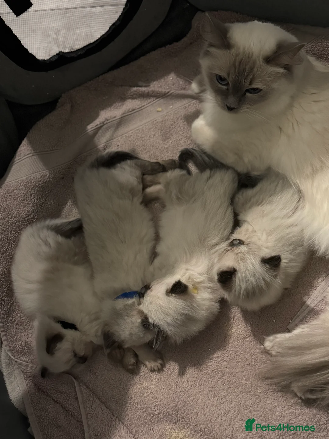 Ragdoll cats for sale: Ragdoll  - Advert 1