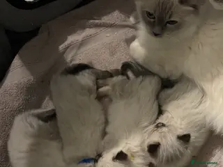 Ragdoll cats Ragdoll - Advert 13