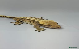 Gecko reptiles for sale: Crested Geckos ( can provide set up) in Upminster - Image 9