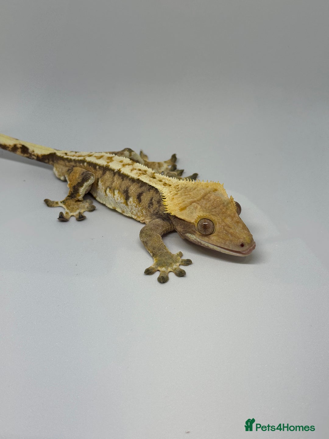 Gecko reptiles for sale: Crested Geckos ( can provide set up) in Upminster - Image 9