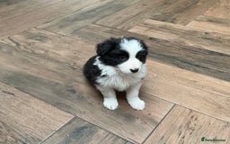 Border Collie dogs for sale: Stunning Border Collie Pups  - Image 16