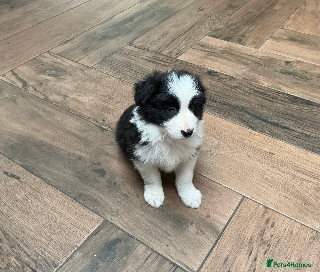 Border Collie dogs for sale: Stunning Border Collie Pups  - Image 16