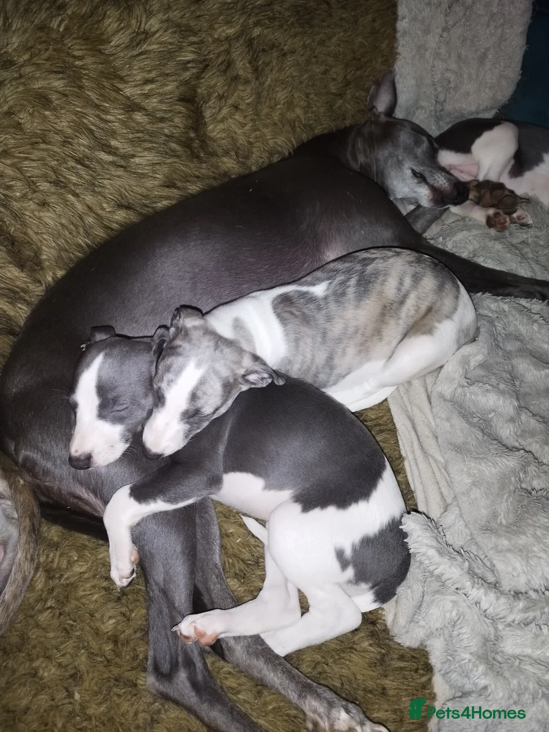 Whippet dogs for sale: Beautiful KC registered whippet puppies  - Advert 11